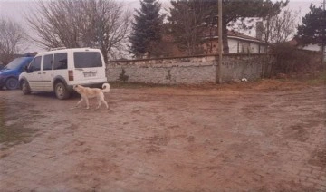 Yer Eskişehir... 87 yaşındaki emekli asker ailesini katletti!