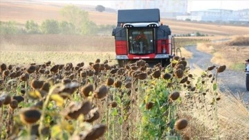 Yerli tohumdan üretilen ayçiçeğinde hasat zamanı