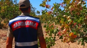 Yeşil altın için jandarma nöbette! Dronlarla korunuyor