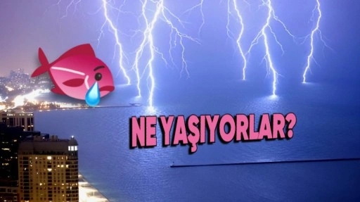 Yıldırım Suya Düştüğünde Balıkların Başına Neler Geliyor?