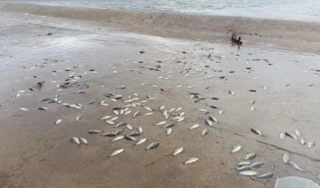 Yumurtlamak için göletten ayrılmışlardı: Binlercesi öldü