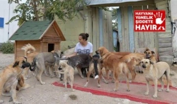 Yurttaşlardan köpek kulübelerini toplayan Çankaya Belediyesi'ne tepki