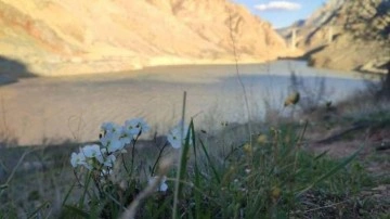 Yusufeli baraj suları, Erzurum sınırına dayandı