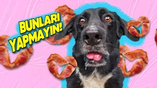 Yuvasını Bir Köpekle Paylaşanların En Sık Yaptığı Hatalar